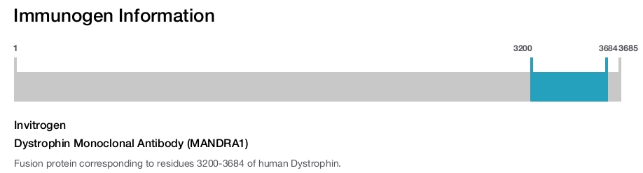Dystrophin Monoclonal Antibody (MANDRA1)