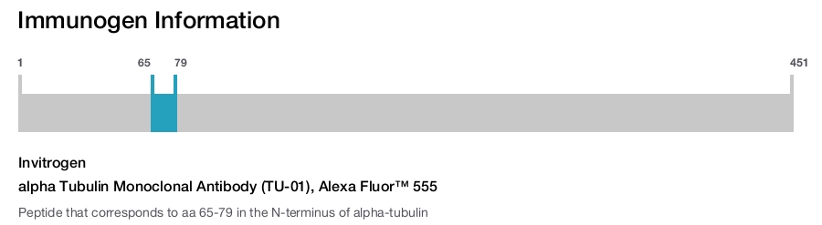 alpha Tubulin Monoclonal Antibody (TU-01), Alexa Fluor™ 555