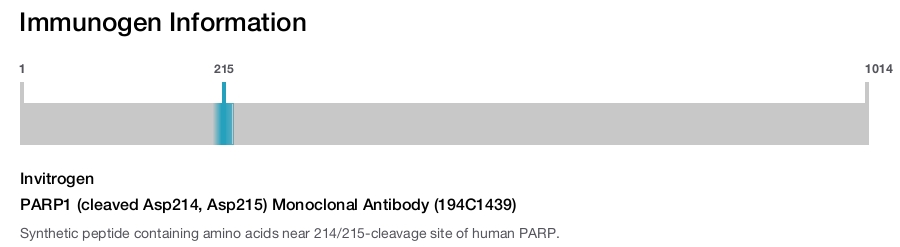 PARP1 (cleaved Asp214, Asp215) Monoclonal Antibody (194C1439)