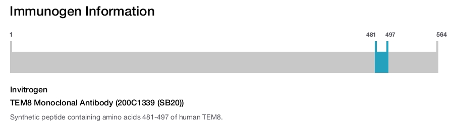 TEM8 Monoclonal Antibody (200C1339 (SB20))