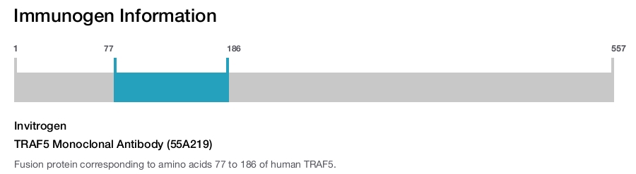 TRAF5 Monoclonal Antibody (55A219)