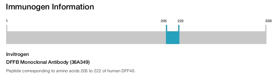 DFFB Monoclonal Antibody (36A349)