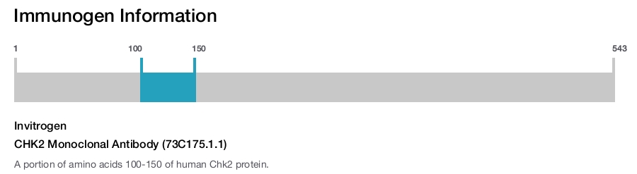 CHK2 Monoclonal Antibody (73C175.1.1)
