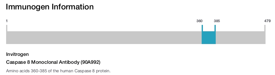 Caspase 8 Monoclonal Antibody (90A992)