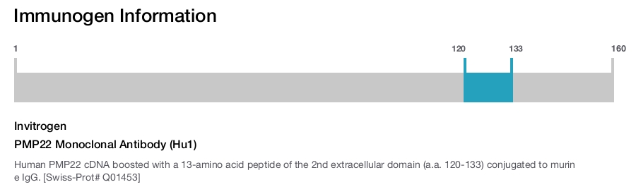 PMP22 Monoclonal Antibody (Hu1)