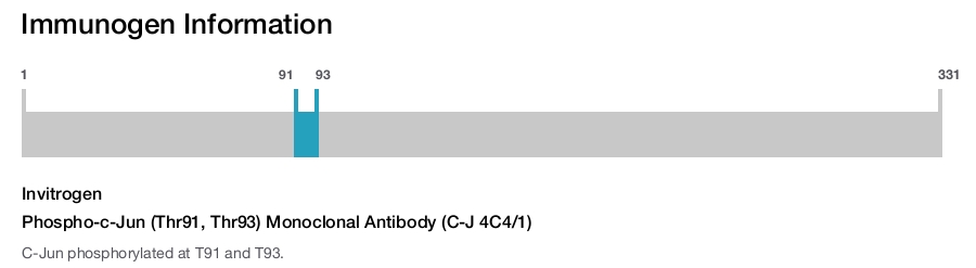 Phospho-c-Jun (Thr91, Thr93) Monoclonal Antibody (C-J 4C4/1)