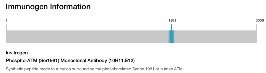 Phospho-ATM (Ser1981) Monoclonal Antibody (10H11.E12)