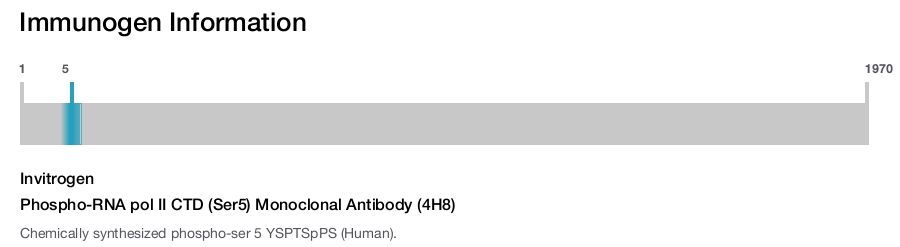 Phospho-RNA pol II CTD (Ser5) Monoclonal Antibody (4H8)