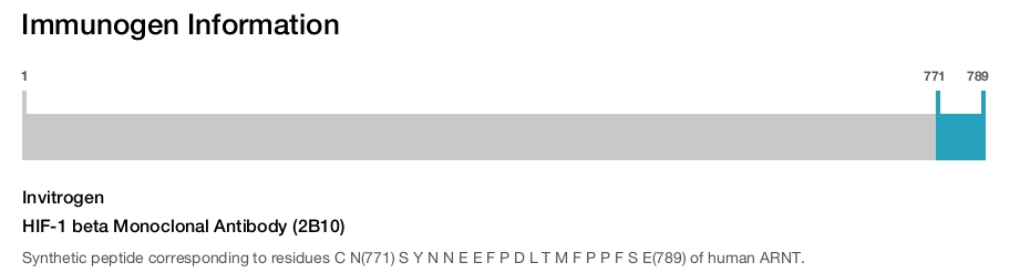 HIF-1 beta Monoclonal Antibody (2B10)