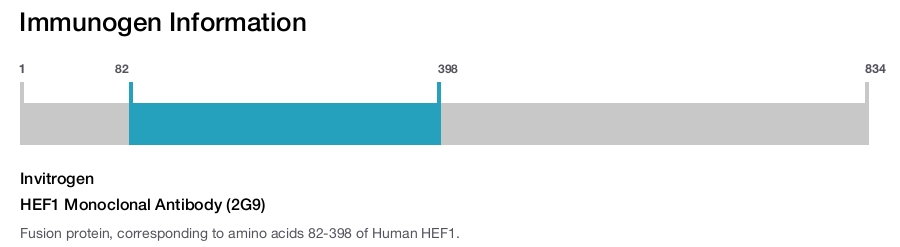HEF1 Monoclonal Antibody (2G9)