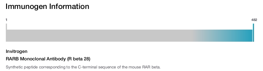 RARB Monoclonal Antibody (R beta 28)