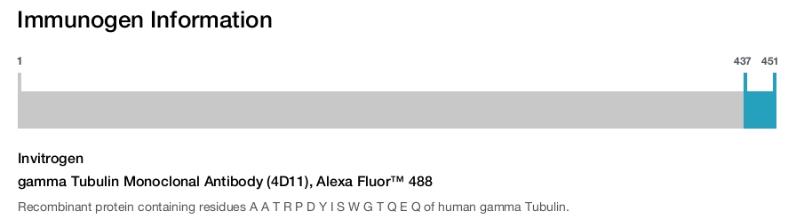 gamma Tubulin Monoclonal Antibody (4D11), Alexa Fluor™ 488
