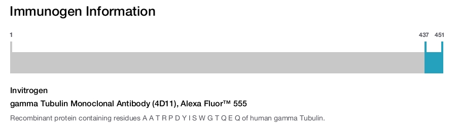gamma Tubulin Monoclonal Antibody (4D11), Alexa Fluor™ 555
