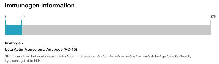 beta Actin Monoclonal Antibody (AC-15)