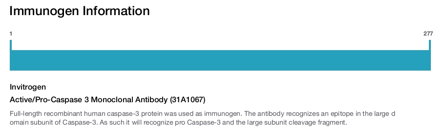 Active/Pro-Caspase 3 Monoclonal Antibody (31A1067)