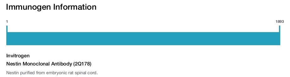 Nestin Monoclonal Antibody (2Q178)