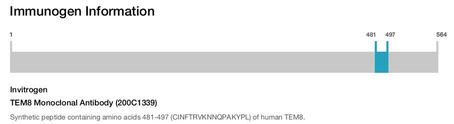 TEM8 Monoclonal Antibody (200C1339)