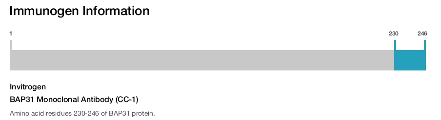 BAP31 Monoclonal Antibody (CC-1)