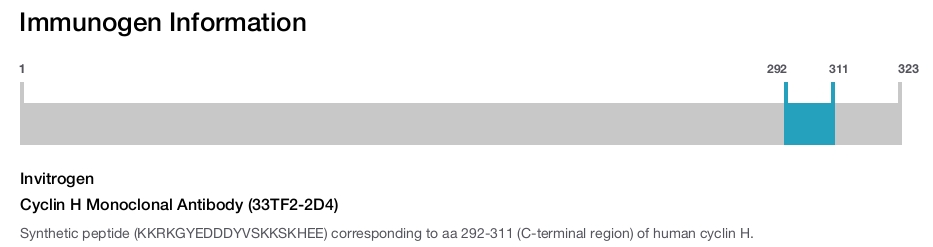 Cyclin H Monoclonal Antibody (33TF2-2D4)