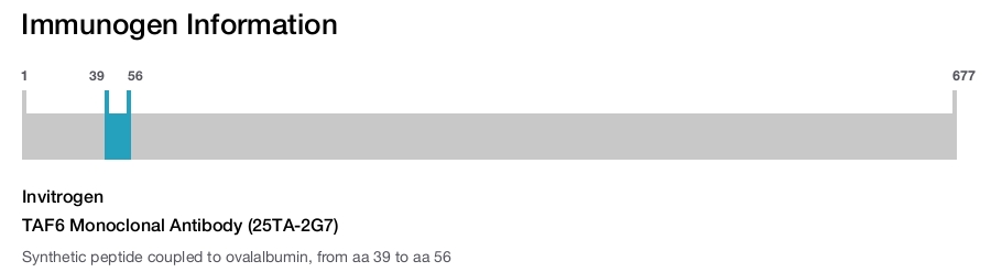 TAF6 Monoclonal Antibody (25TA-2G7)