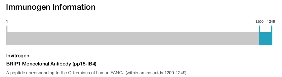 BRIP1 Monoclonal Antibody (pp15-IB4)