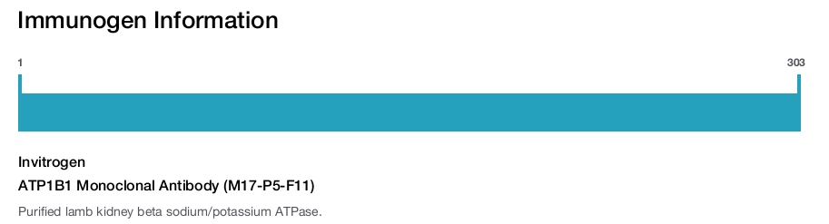 ATP1B1 Monoclonal Antibody (M17-P5-F11)