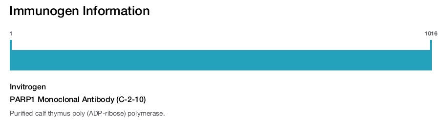 PARP1 Monoclonal Antibody (C-2-10)