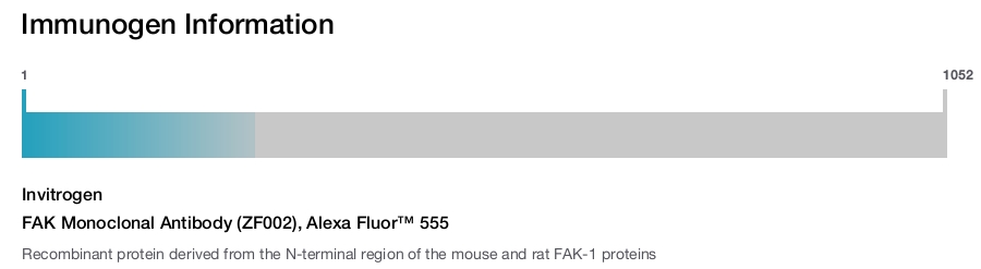FAK Monoclonal Antibody (ZF002), Alexa Fluor™ 555