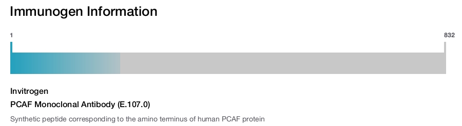 PCAF Monoclonal Antibody (E.107.0)