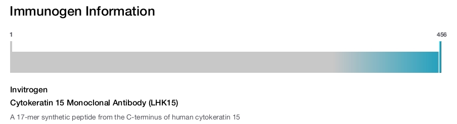 Cytokeratin 15 Monoclonal Antibody (LHK15)