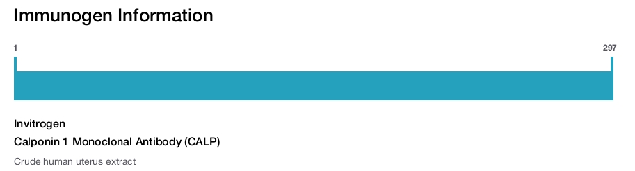 Calponin 1 Monoclonal Antibody (CALP)
