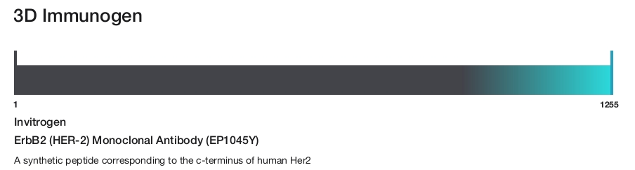 ErbB2 (HER-2) Monoclonal Antibody (EP1045Y)