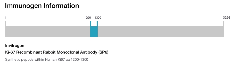 Ki-67 Recombinant Rabbit Monoclonal Antibody (SP6)
