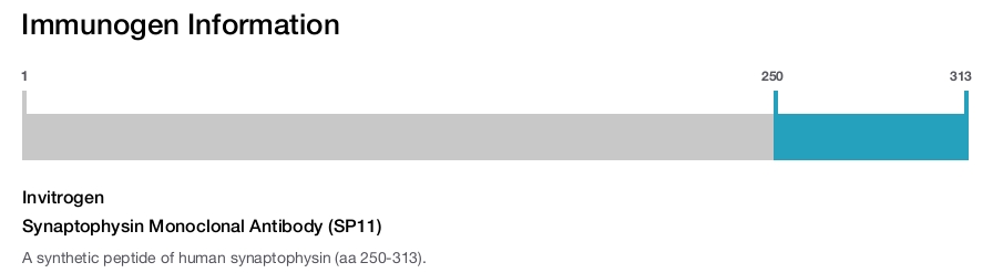 Synaptophysin Monoclonal Antibody (SP11)