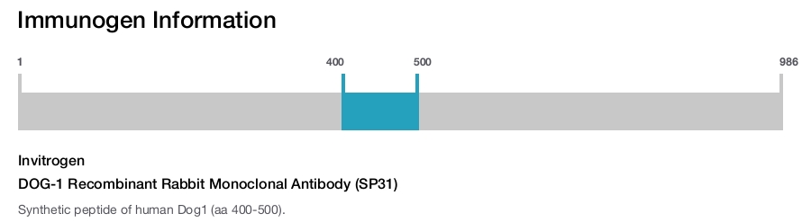 DOG-1 Recombinant Rabbit Monoclonal Antibody (SP31)