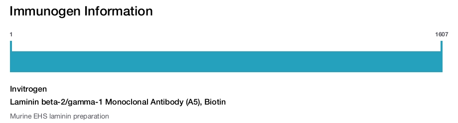 Laminin beta-2/gamma-1 Monoclonal Antibody (A5), Biotin