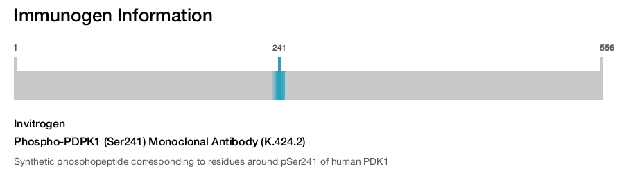 Phospho-PDPK1 (Ser241) Monoclonal Antibody (K.424.2)