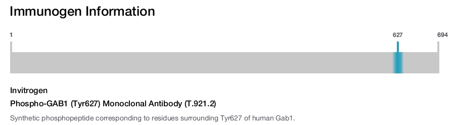 Phospho-GAB1 (Tyr627) Monoclonal Antibody (T.921.2)