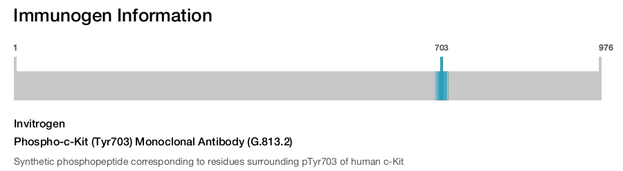 Phospho-c-Kit (Tyr703) Monoclonal Antibody (G.813.2)