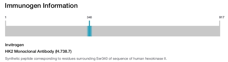 HK2 Monoclonal Antibody (H.738.7)
