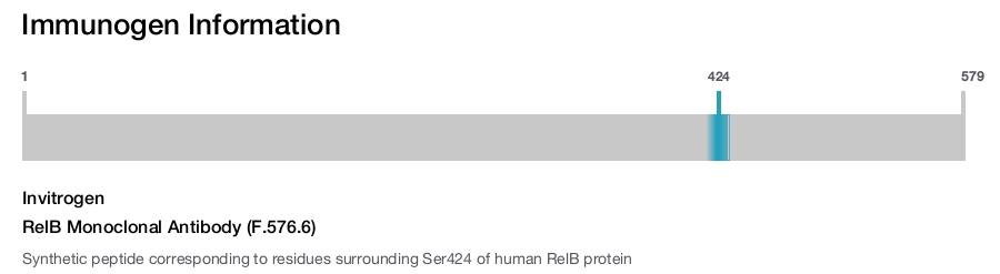 RelB Monoclonal Antibody (F.576.6)