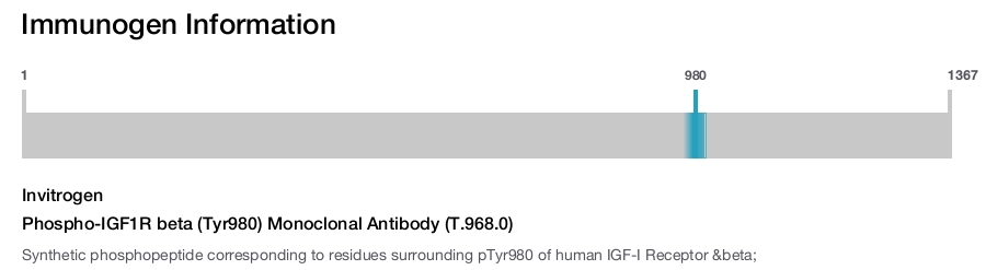 Phospho-IGF1R beta (Tyr980) Monoclonal Antibody (T.968.0)