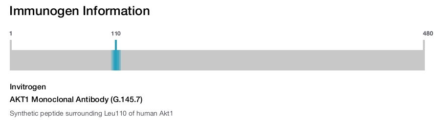 AKT1 Monoclonal Antibody (G.145.7)