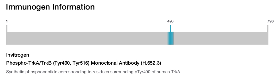 Phospho-TrkA/TrkB (Tyr490, Tyr516) Monoclonal Antibody (H.652.3)