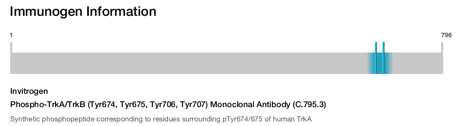 Phospho-TrkA/TrkB (Tyr674, Tyr675, Tyr706, Tyr707) Monoclonal Antibody (C.795.3)