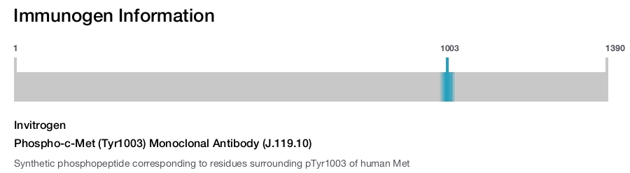 Phospho-c-Met (Tyr1003) Monoclonal Antibody (J.119.10)