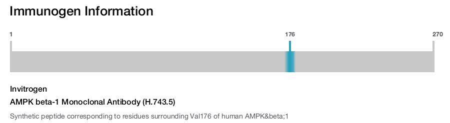 AMPK beta-1 Monoclonal Antibody (H.743.5)