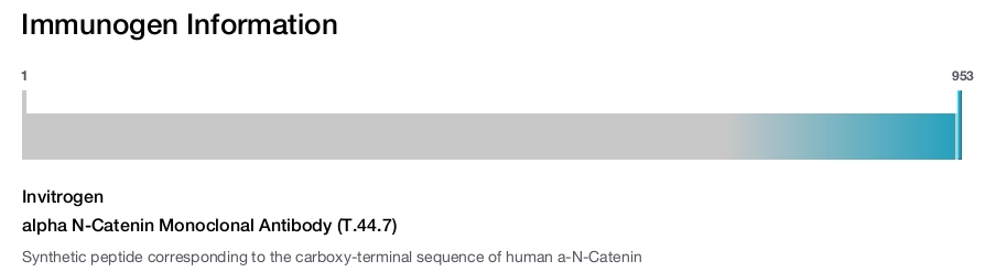 alpha N-Catenin Monoclonal Antibody (T.44.7)