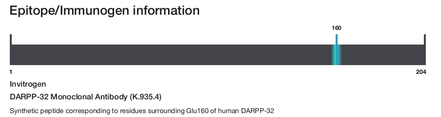 DARPP-32 Monoclonal Antibody (K.935.4)