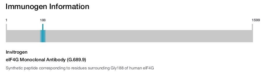 eIF4G Monoclonal Antibody (G.689.9)